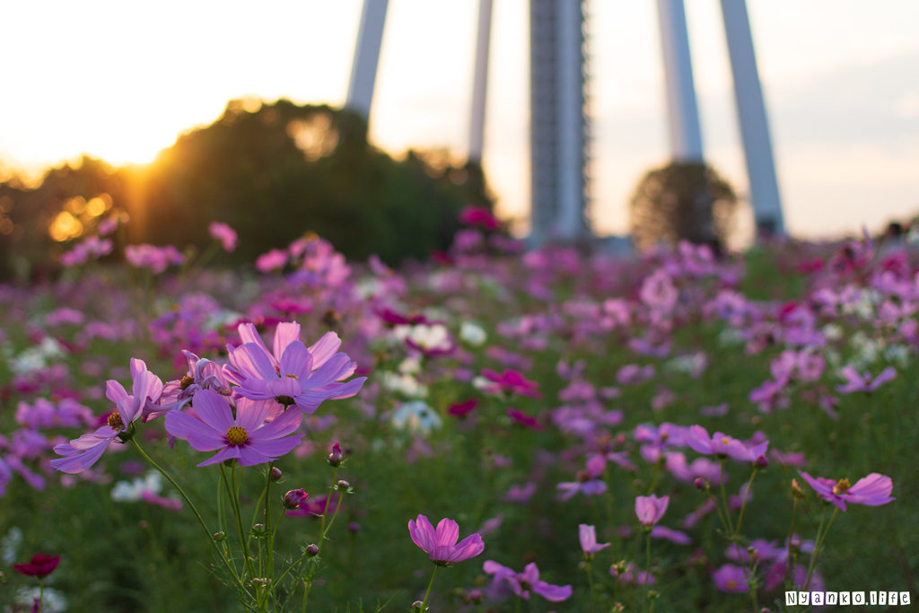 昼下がりの風の中静かに歌う秋桜たち