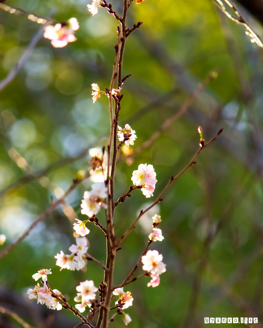 晩秋の日差しの中で可憐に咲く桜