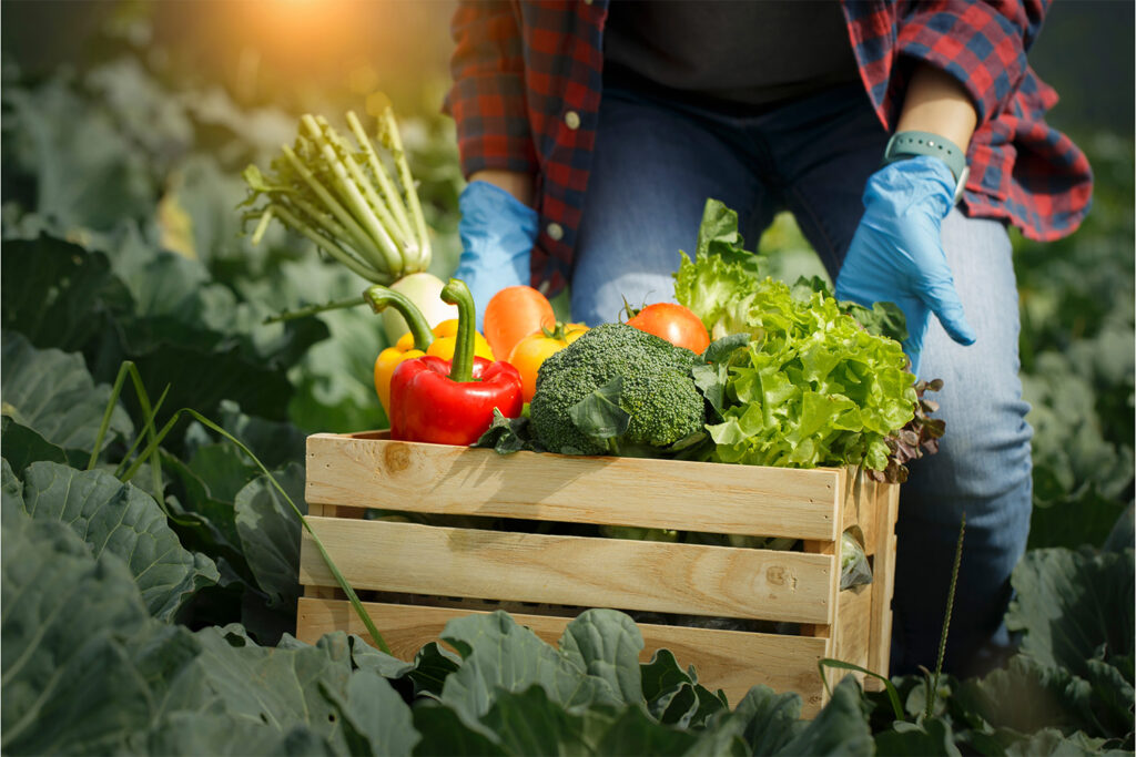 畑の中で男性に収穫された野菜たち